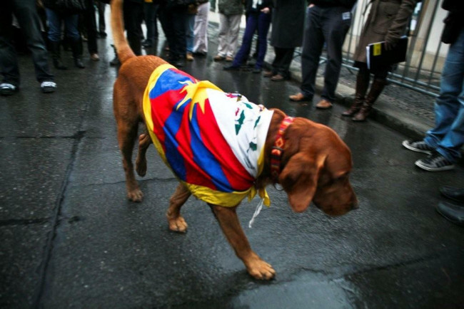 Pes v Tibetské vlajce